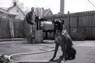 Barley helping