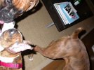Doggies
