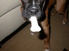 The&nbsp;Bone&nbsp;Cigar